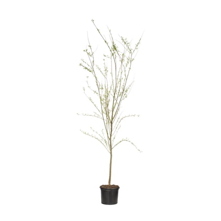 Expert Gardener Weeping Willow Live Tree in 3.75-Gallon Grower Pot