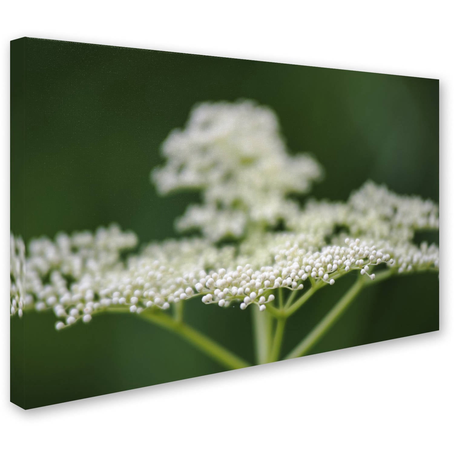 Trademark Fine Art "Nature is Amazing" Canvas Art by Kurt Shaffer