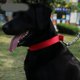 thumbnail image 5 of collar para perro (L, rojo), cómodo collar para perro ajustable., 5 of 5
