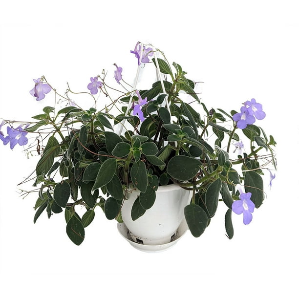 Concord Blue Cape Primrose Plant Streptocarpella Indoors/Out Shade