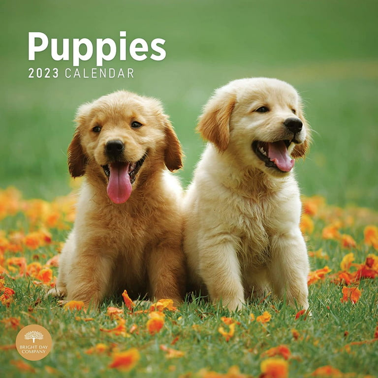 Golden Retriever Puppies | 2024 12 x 24 Inch Monthly Square Wall Calendar |  BrownTrout | Animals Dog Breeds Puppy