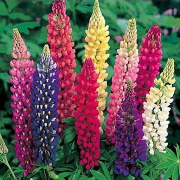 Lupine Russell Strain Mixture BULK 2,000 Nice Garden Flower