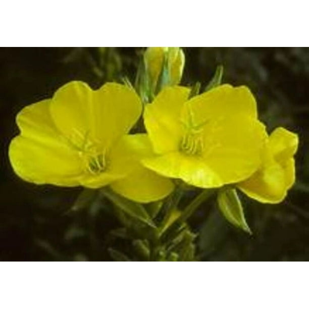 3 Common Evening Primrose Plants (2.5" pots), FullPart Sun, Biennial Flowers, Steep Hill Garden