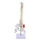 thumbnail image 4 of Modelo de vertebral humana Baoblaze con soporte 45 cm, 4 of 8