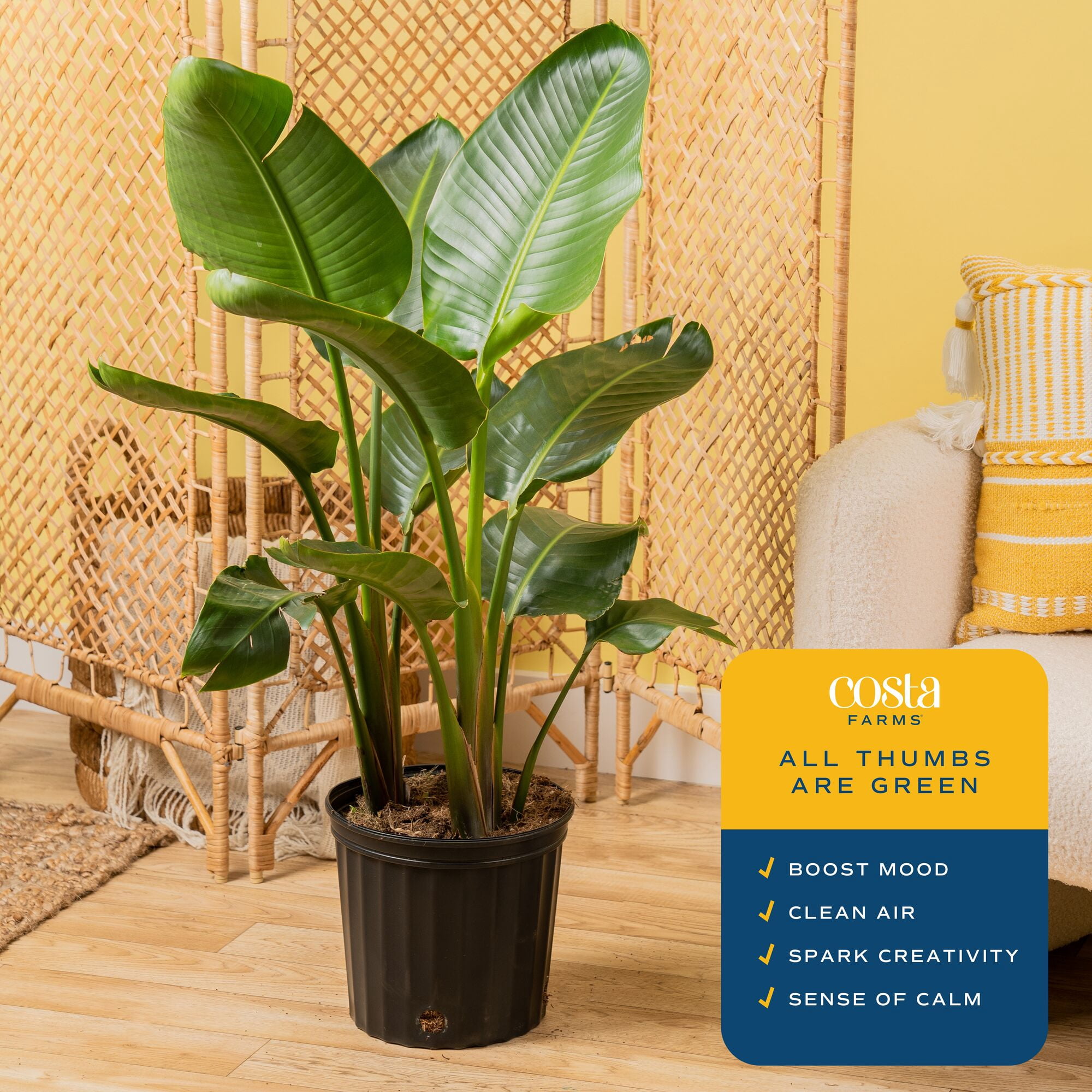 Costa Farms 36" White Bird of Paradise Live House Plants in 10" Grower Pot