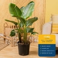 thumbnail image 5 of Costa Farms 36" White Bird of Paradise Live House Plants in 10" Grower Pot, 5 of 10