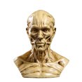 thumbnail image 1 of Modèle de Corps Humain Réaliste, Statue en Résine, pour Décoration de Fête Bar Maison - Jaune Antique, 1 of 6