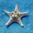 thumbnail image 4 of 2 piezas de concha de estrella de mar de estrella de mar natural para hacer decoración artesanal Diy Afortunado Sencillez, 4 of 5