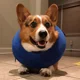 thumbnail image 4 of Collar Inflable De Recuperación Isabelino Para Perros Y Gato, 4 of 8