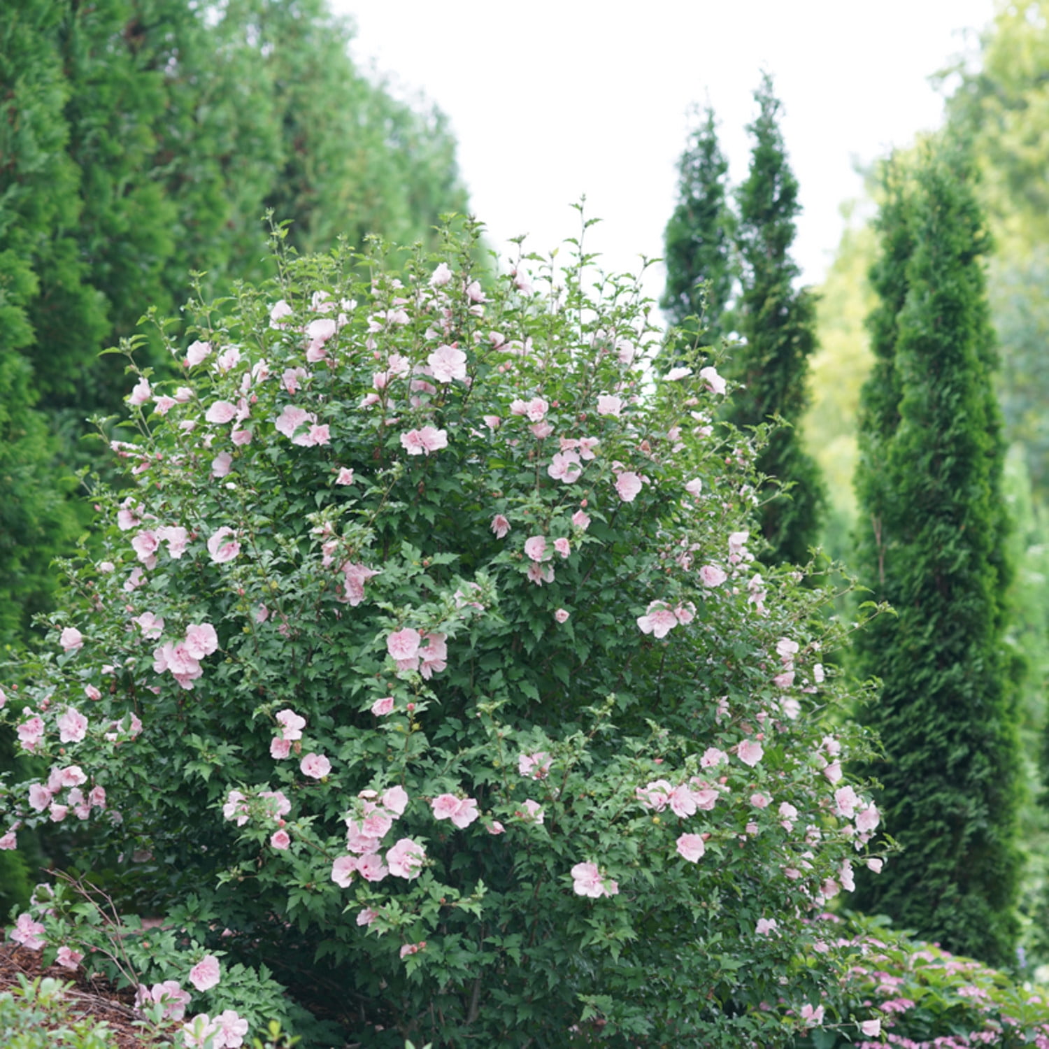 Proven Winners ColorChoice 6" Pink Chiffon Rose of Sharon Live Plant in 7.5" Pot