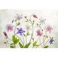 thumbnail image 2 of Disher, Mandy 18x13 Gold Ornate Wood Framed with Double Matting Museum Art Print Titled - Columbine, 2 of 4
