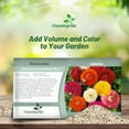 thumbnail image 4 of Outsidepride Ranunculus Magic - 40 Seeds, 4 of 7