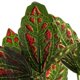 thumbnail image 3 of Plantas artificiales, follaje, hojas, ramas, arbustos verdes, decoración y manualidades norte, 3 of 9