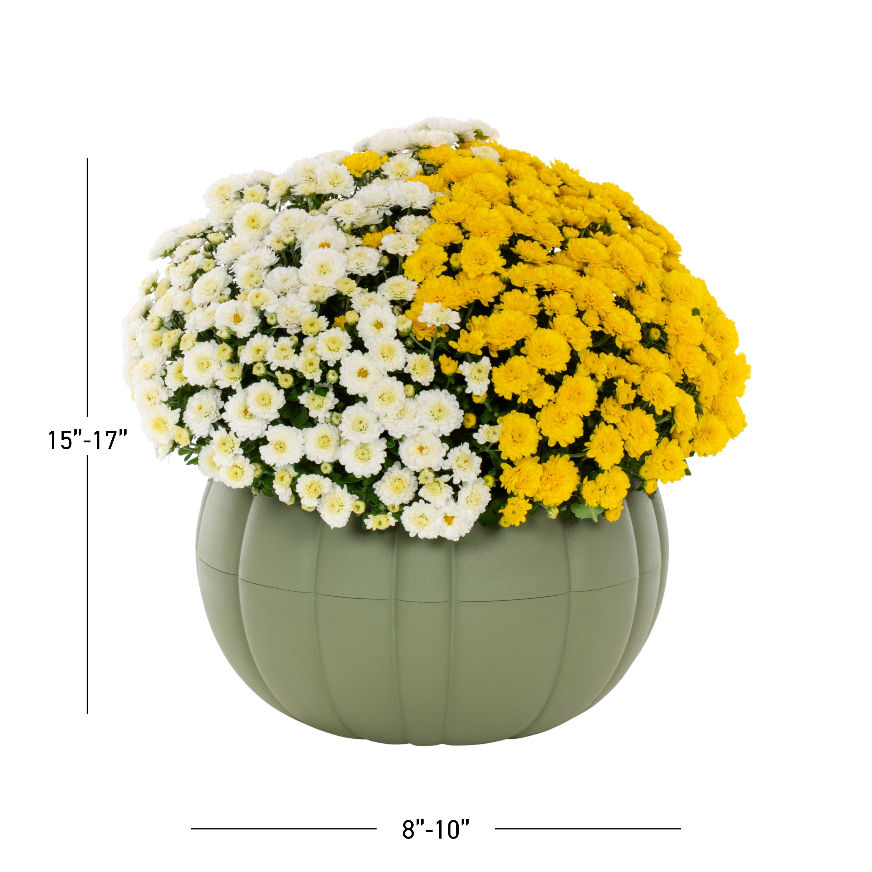 Better Homes & Gardens 12" White and Yellow Garden Mum in Pumpkin Planter, front porch planter