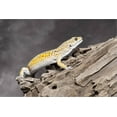 thumbnail image 2 of Closeup of Leopard gecko Eublepharis macularius in forest, Animals Stretched Canvas Wall Art Sold by Art.Com, 2 of 5