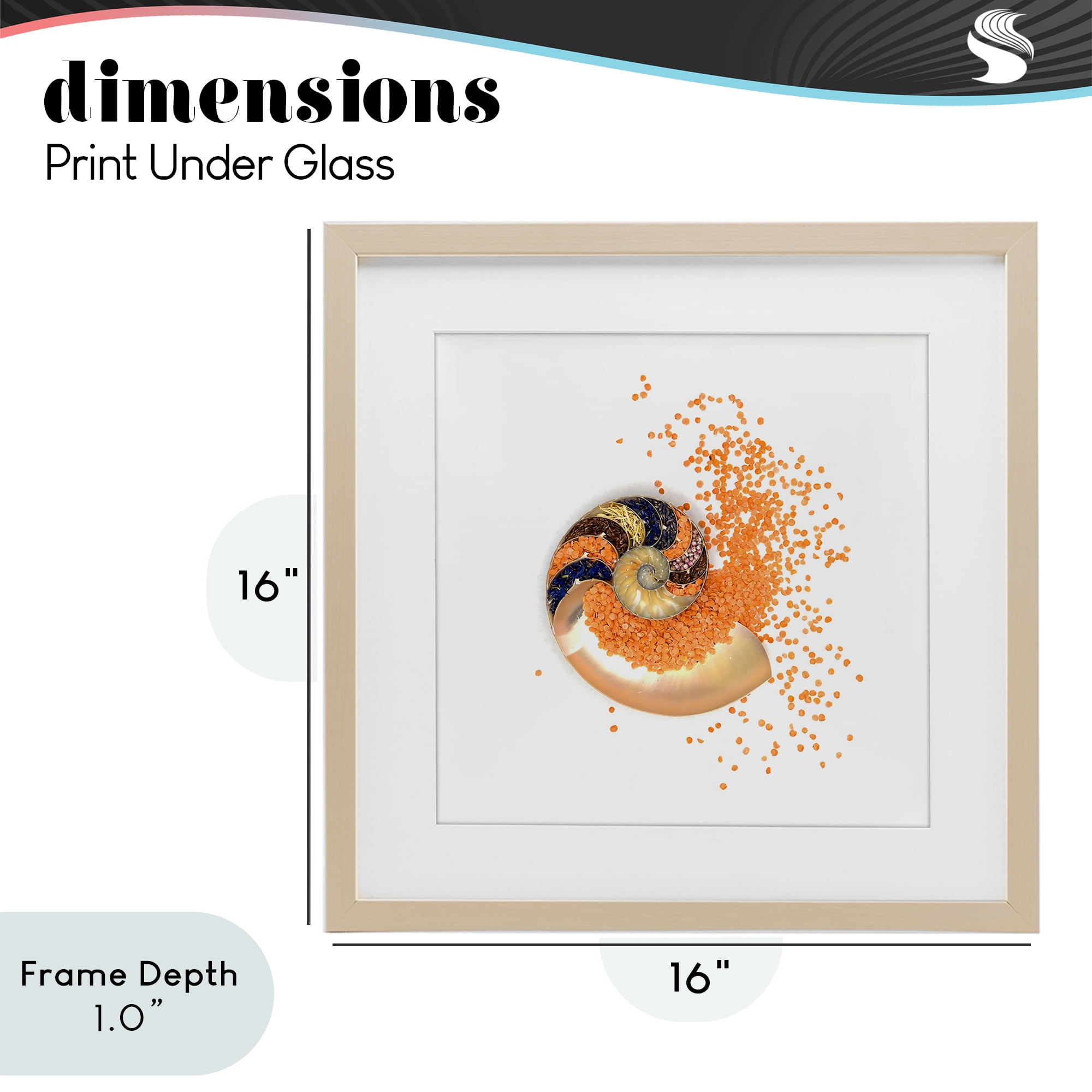 Stupell Industries Orange Nautilus Spiral Birch Framed Print Under Glass, design by Beth Adoette