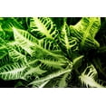 thumbnail image 2 of Hausenflock, Alan 14x11 Gold Ornate Wood Framed with Double Matting Museum Art Print Titled - Tropical Foliage IV, 2 of 4