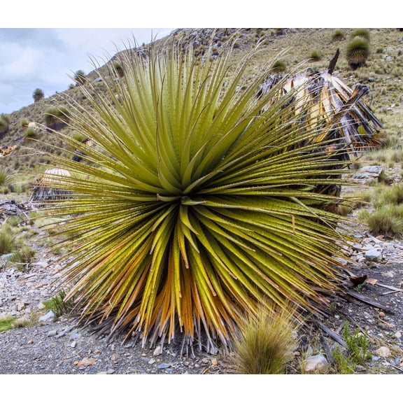 10 Queen of The Andes Puya Plant Seeds - Puya raimondii
