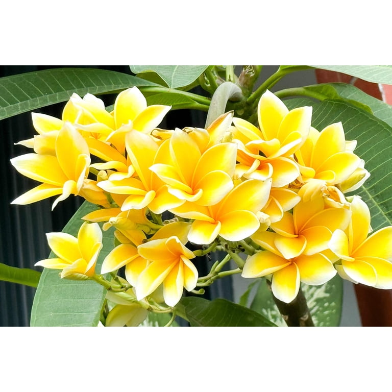 Seedville USA, 10 MIXED COLORS PLUMERIA Seeds, Fragrant Shrub