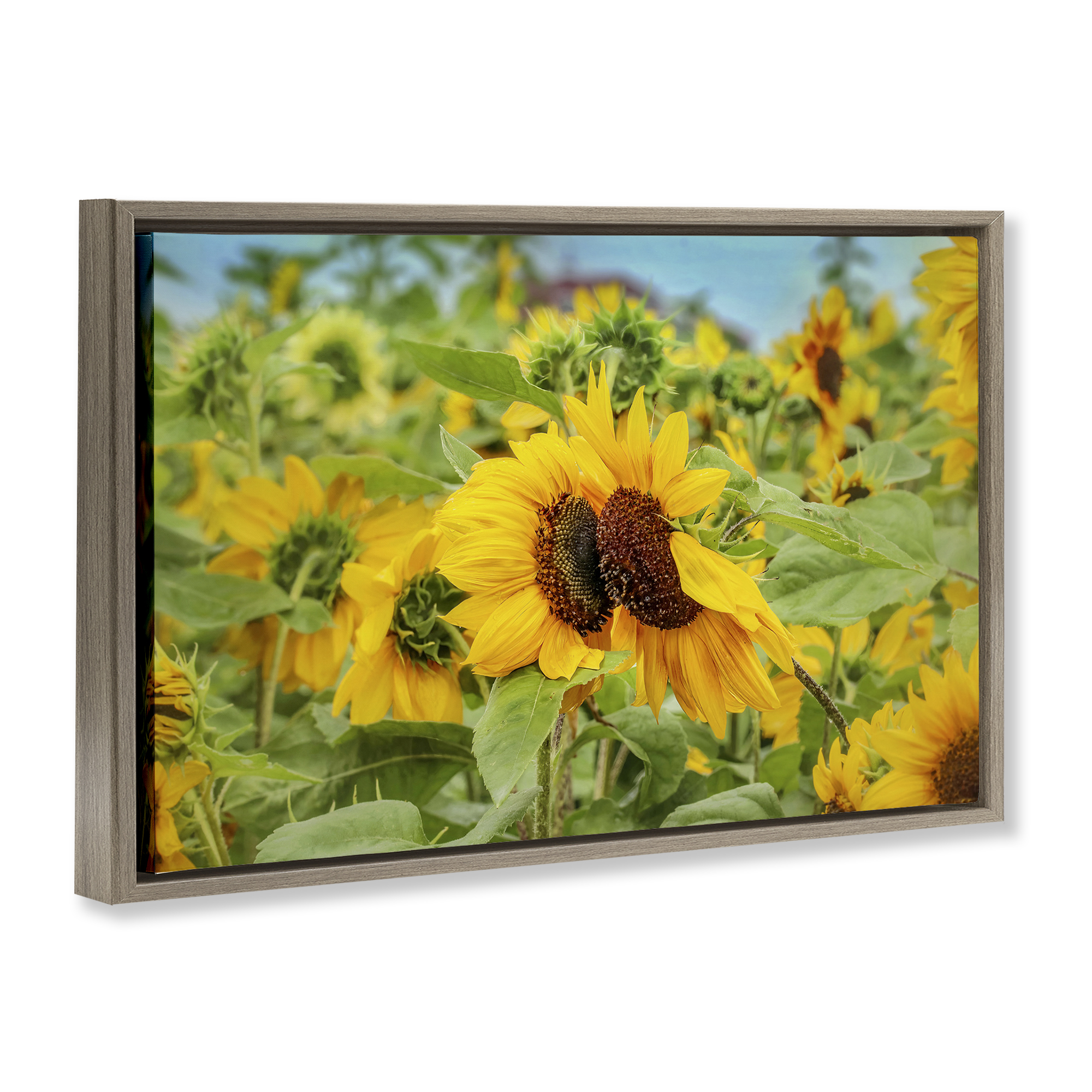 Stupell Industries Sunflower Field Photography Landscape Photography Brown Floater Framed Art Print Wall Art, 25 x 17