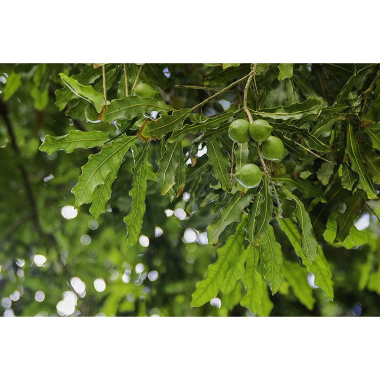 Macadamia Nut Tree Leaves