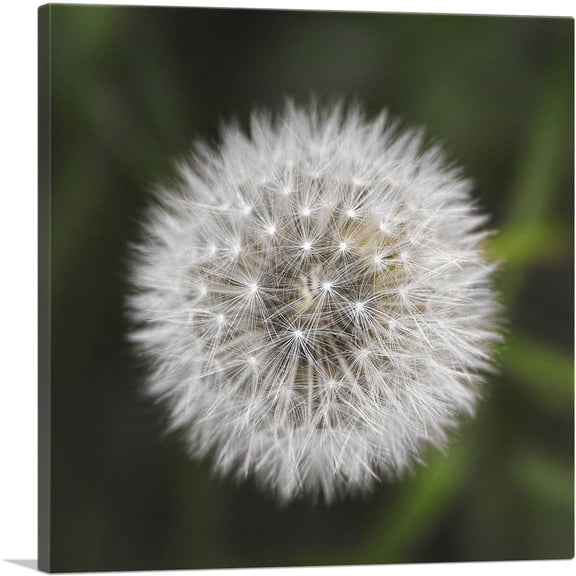ARTCANVAS Dandelion Flower Plant Photo Canvas Art Print - Size: 18" x 18" (0.75" Deep)
