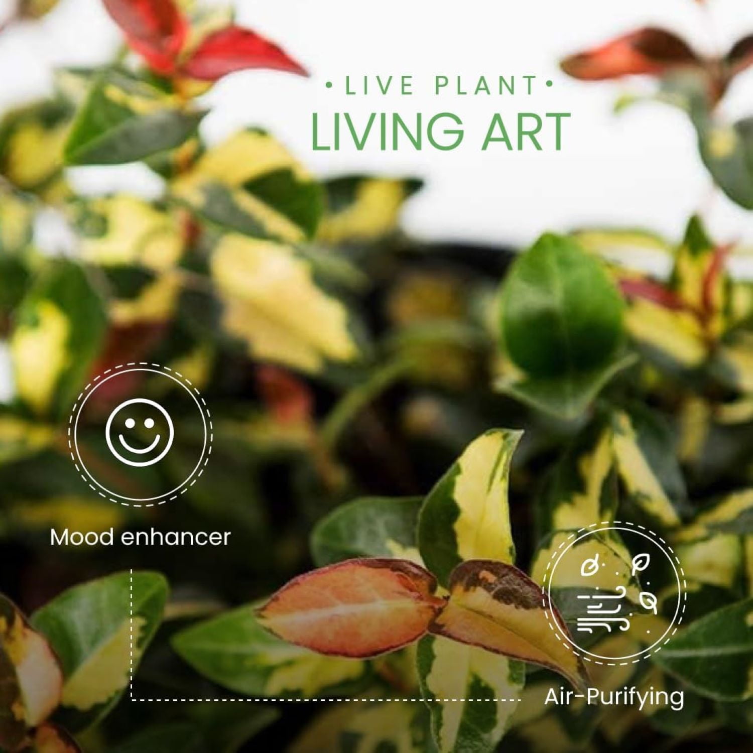 American Plant Exchange Jasmine Summer Sunset, Colorful Live Plant, 6-Inch  Pot, Vining Foliage - Walmart.com