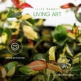 thumbnail image 4 of American Plant Exchange Jasmine Summer Sunset, Colorful Live Plant, 6-Inch Pot, Vining Foliage, 4 of 6