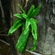 thumbnail image 4 of Hojas persas simuladas para colgar en la pared un gran manojo de plantas hojas de césped planta verde densa planta de helecho largo persa falso pared verde aproximadamente ANGGREK Otros, 4 of 5