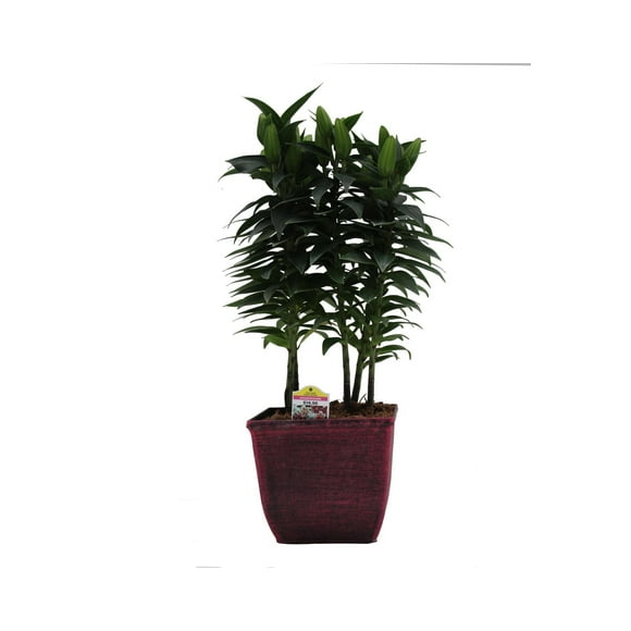 7in Lily Upgrade Live Plant