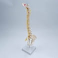 thumbnail image 4 of Spine Model Vertebral Column Anatomical for Kids Learning Display Classroom standing, 4 of 9