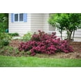 thumbnail image 2 of Spilled Wine Weigela-Compact Shrub-Vibrant Foliage  3 Gallon, 2 of 22