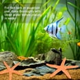 thumbnail image 4 of Paquete de 10 decoraciones de estrella de mar, decoración mini estrella de mar artificial de PVC de 2.4" para acuario/decoración de pecera/playa [Naranja], 4 of 6