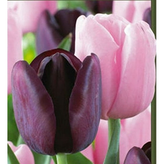 Daylily Nursery Tulip Sugar Plum Mix Plant Bulbs - (25 Count)