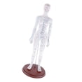 thumbnail image 4 of S SERENABLE Female Human Model Chinese Meridian Model with Points, Height 19, 4 of 9