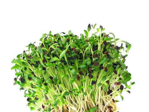 alfalfa erba germogli medica brotes seeds hojas