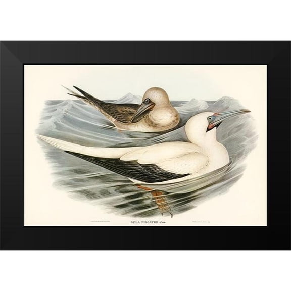 Gould, John 14x11 Black Modern Framed Museum Art Print Titled - Red-legged Gannet-Sula piscator