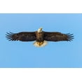 thumbnail image 2 of Jones, Adam 18x13 Black Ornate Wood Framed with Double Matting Museum Art Print Titled - Bald eagle flying-Florida, 2 of 4