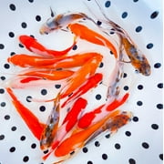 Goldfish Pond Pack #3 (Includes Shubunkins & Comets) by Toledo Goldfish
