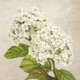 thumbnail image 2 of Remy, Dellal 20x20 White Modern Wood Framed Museum Art Print Titled - Hydrangeas III (Neutre), 2 of 4
