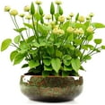 thumbnail image 5 of Ceramic Hydroponic Planter Bowl for Indoor and Succulent Water Growing, 5 of 5