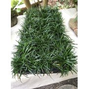 Dwarf Mondo Grass (Ophiopogon japonicus 'Nana') 18 Count Flat, 3.5" pots