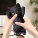 thumbnail image 5 of Xihbxyly Juguete Antiestrés para Gatos, Adorable Diseño de Peluche, Material Suave y Duradero, Juguete Portátil para Apretar, Alivia El Estrés En Cualquier Momento y Lugar, Regalo Perfecto para Los A, 5 of 7