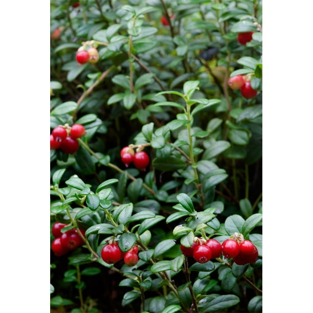 Lingonberry Bush VitisIdaea Live Lingonberry Plant