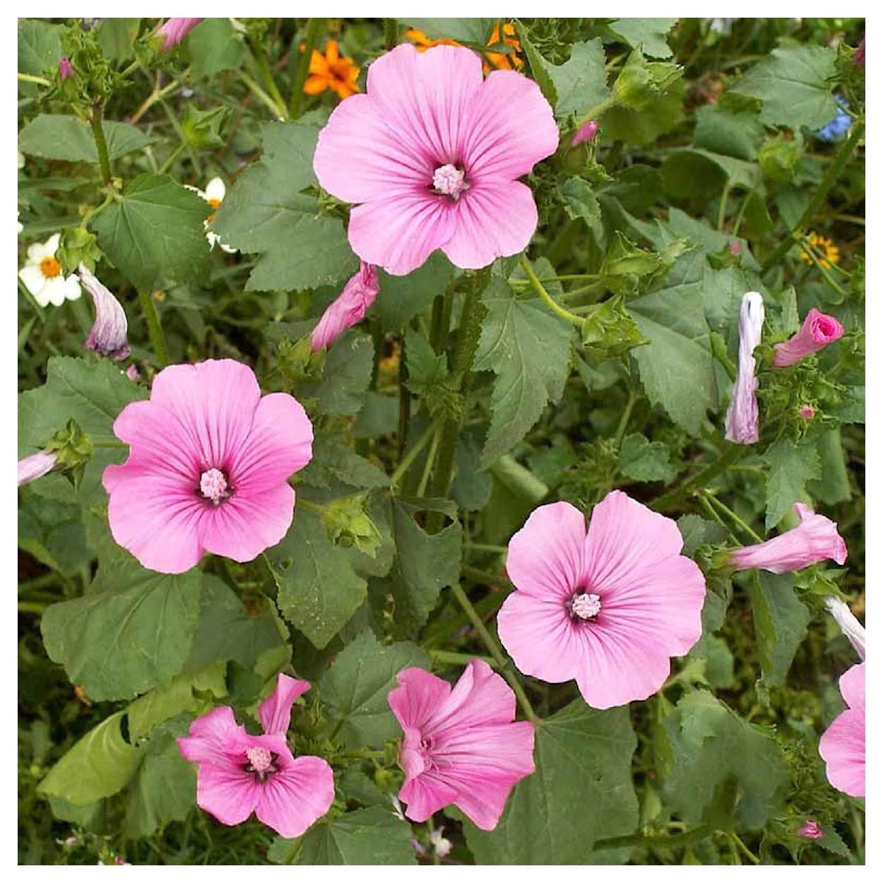 Everwilde Farms - 1 lb Tree Mallow Garden Flower Seeds - Gold Vault Bulk Seed Packet