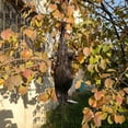 thumbnail image 5 of Newway Realistic Hanging Dead Crow Decoy Lifesize Extra Black Feathered Crow, 5 of 5