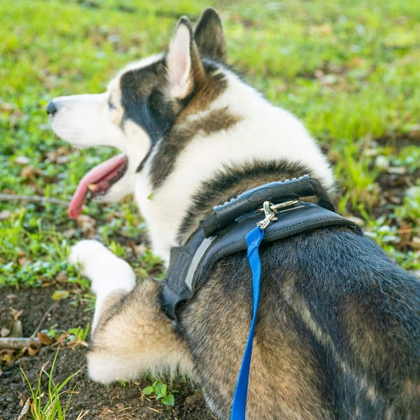 Gazdag 15 ft 20 ft 30 ft 50 ft 100 ft Long Dog Training Leash for Dog Training Play Camping or Backyard Lead for Small Medium and Large Dogs or Cats 30 Feet Black Walmart Business Supplies
