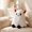 as show, variant on Halloween Pumpkin Face Plush Pillow Toy, Jack O Lantern Stuffed Cushion Decoration for Home Sofa Bedroom Holiday Decor 3.94in