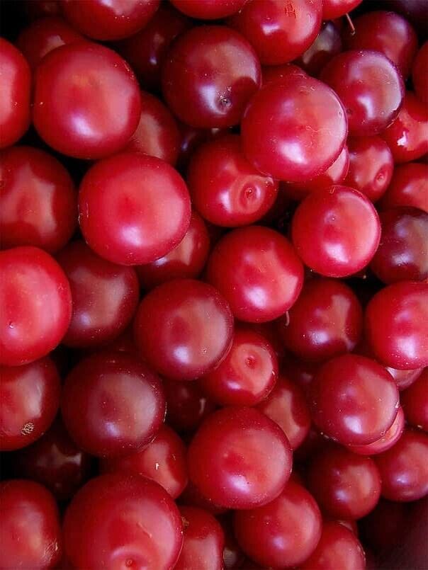 Cherry Plum Tree Seeds for Planting Prunus cerasifera