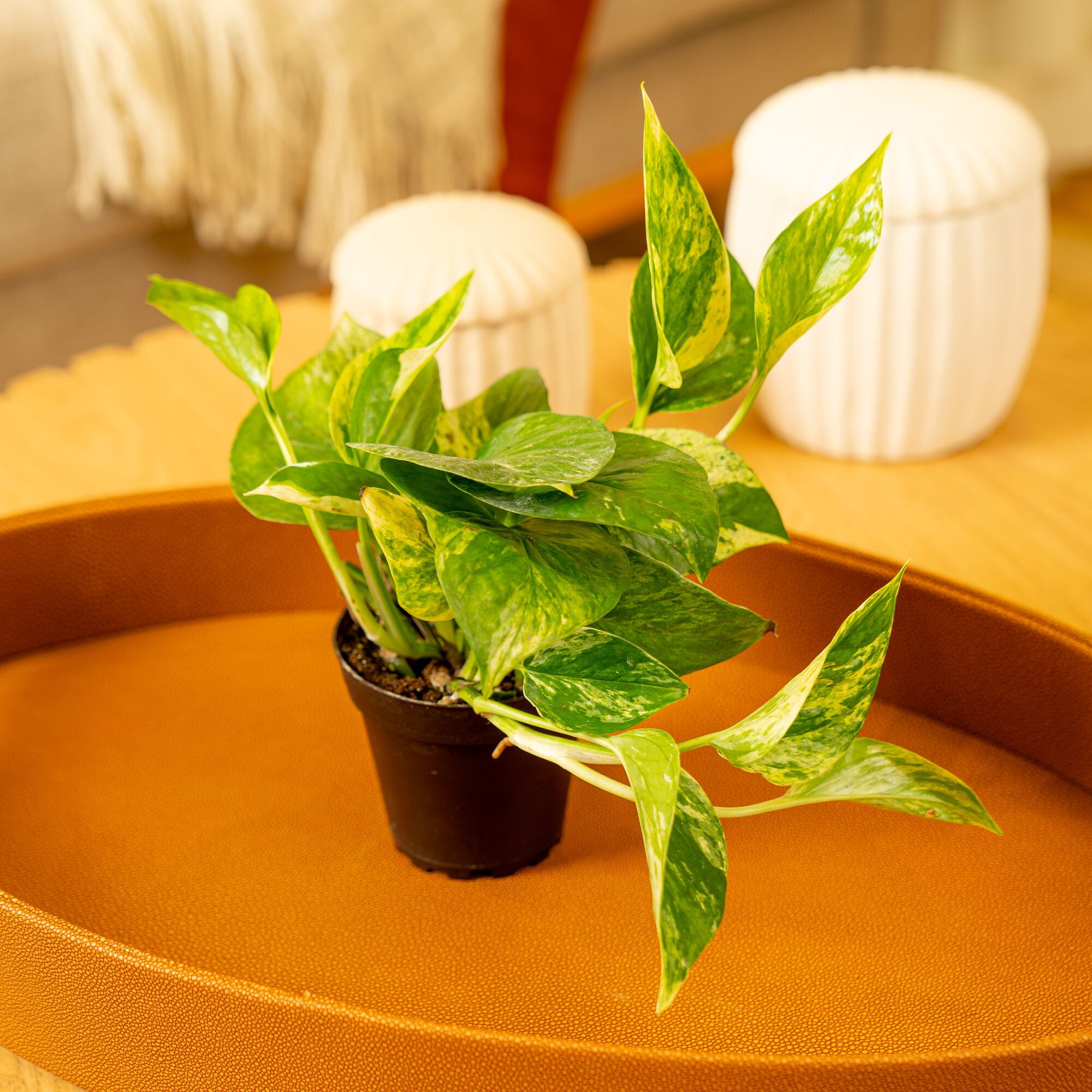 Costa Farms 8" Golden Pothos Live House Plants in 4" Grower Pot